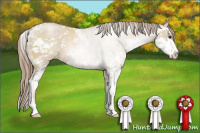Horse Color:Grullo Pearl Sabino