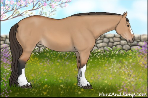 Horse Color: Bay Dun 
