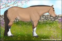 Horse Color:Bay Dun