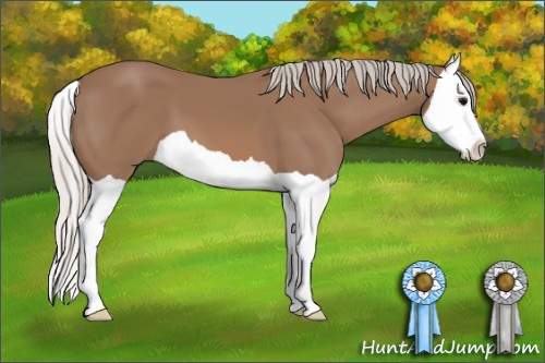 Horse Color: Silver Black Splash 