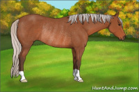 Horse Color:Silver Bay Rabicano 