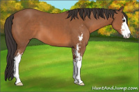 Horse Color:Bay Sabino 