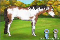 Horse Color:Bay Sabino Frame 