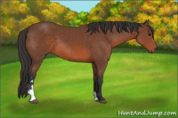Horse Color:Bay Sabino 