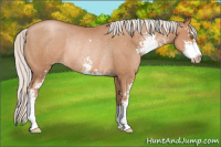 Horse Color:Silver Bay Pearl Sabino Rabicano 