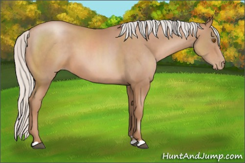 Horse Color: Silver Black Pearl Sabino 