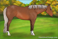 Horse Color:Silver Bay 
