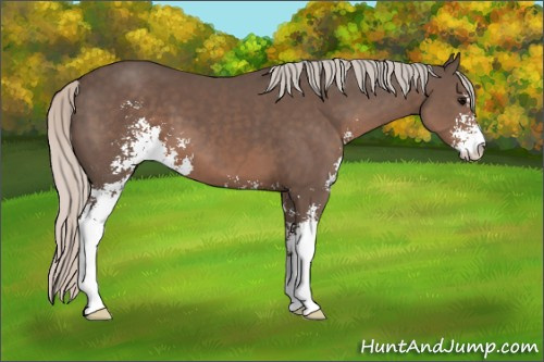 Horse Color: Silver Black Sabino 