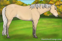 Horse Color:Silver Buckskin Dun 