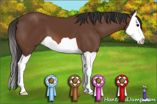 Horse Color: Bay Splash 
