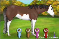 Horse Color:Bay Splash 