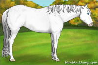 Horse Color:White Spotted Black Splash