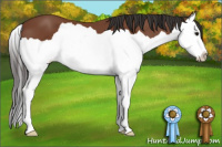 Horse Color:Bay Splash