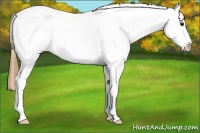 Horse Color:Buckskin Blanket 