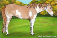 Horse Color:Chestnut Splash 