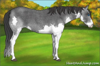 Horse Color:Blue Roan Splash 