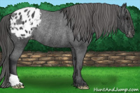 Horse Color:Brown Appaloosa Rabicano 