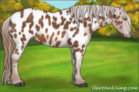Horse Color:Chestnut Appaloosa