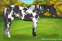 Horse Color:White Spotted Buckskin 