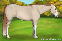 Horse Color:Red Dun Roan Splash