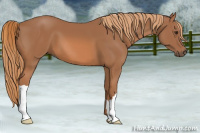 Horse Color:Chestnut 