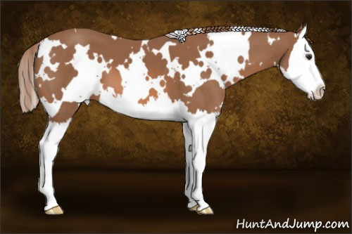 Horse Color: White Spotted Chestnut Splash 