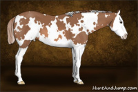 Horse Color:White Spotted Chestnut Splash