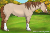 Horse Color:Red Dun 