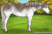 Horse Color:White Spotted Silver Black Splash