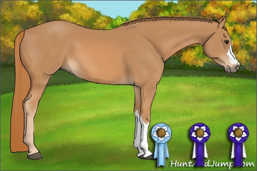Horse Color: Chestnut 