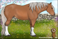 Horse Color:Silver Bay 