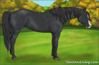 Horse Color:Black Splash