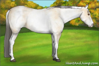 Horse Color:White Spotted Buckskin Dun 