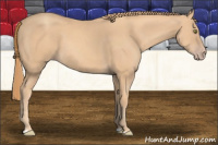 Horse Color:Gold Champagne 