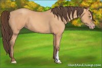 Horse Color:Amber Champagne 
