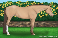 Horse Color:Amber Champagne