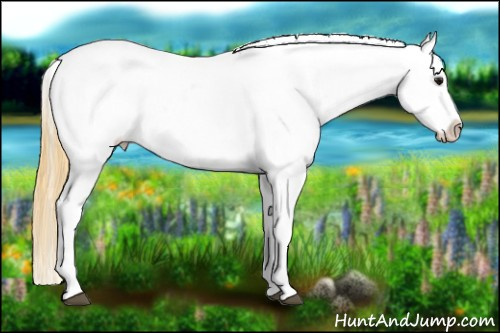 Horse Color: Buckskin Near Leopard 