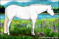 Horse Color:Buckskin Near Leopard 