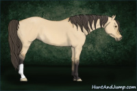 Horse Color:Buckskin Dun 