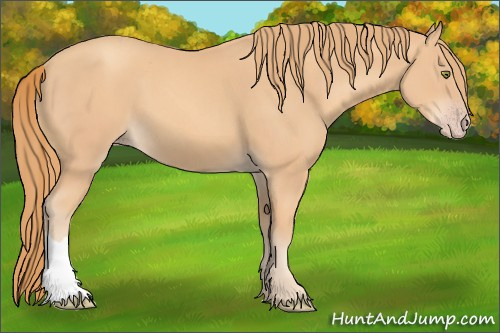 Horse Color: Gold Champagne 