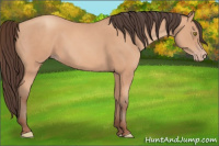Horse Color:Amber Champagne 