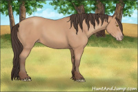 Horse Color:Amber Champagne