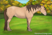 Horse Color:Amber Champagne 