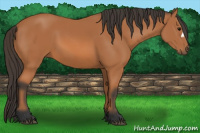 Horse Color:Bay 