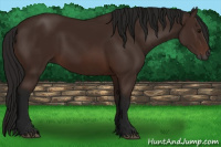 Horse Color:Gray Bay 