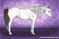 Horse Color:White Spotted Bay 