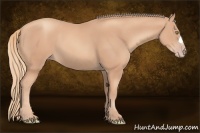 Horse Color:Gold Champagne 
