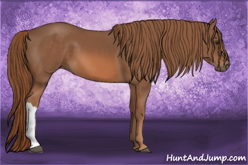 Horse Color: Liver Chestnut 