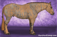 Horse Color:Blue Roan Rabicano Brindle