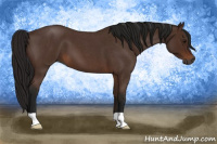 Horse Color:Gray Bay Roan 